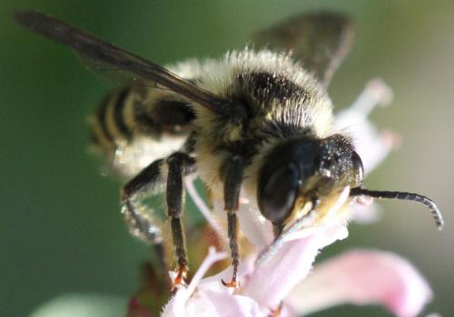 Megachile sp.